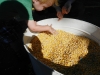 There was another game where he had to sort through corn to find stuff